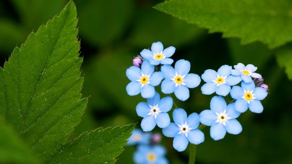 三星s10e有国行吗