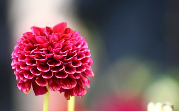 三星f480支持联通3g吗