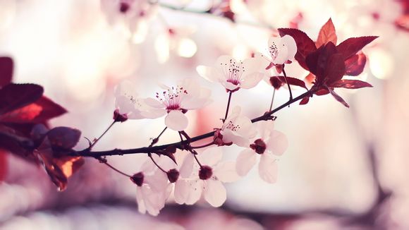 佳能6d和77d哪个更值得买