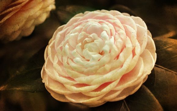 vivox9和x9s有什么区别