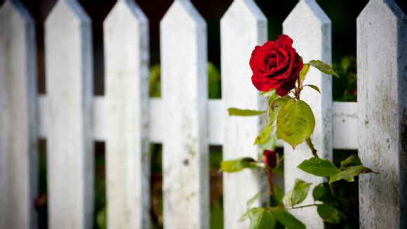 尼康d850与z9画质哪个好